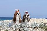 SHIH TZU 036
